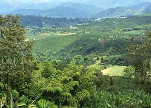Brazilian Cerrado