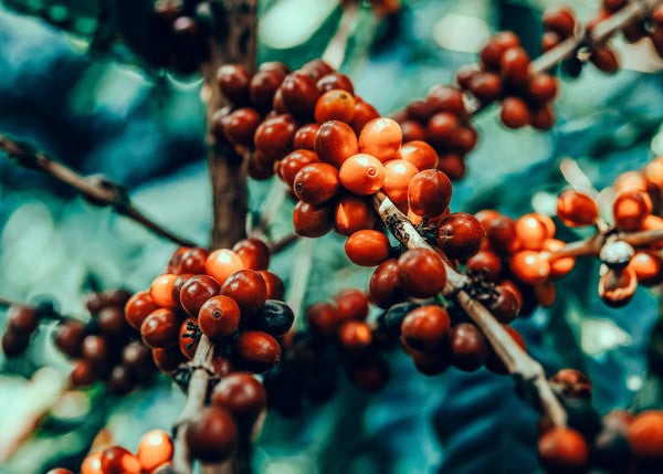 Organic Guatemalan
