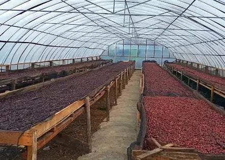 Sumatra Ribang Natural - Microlot