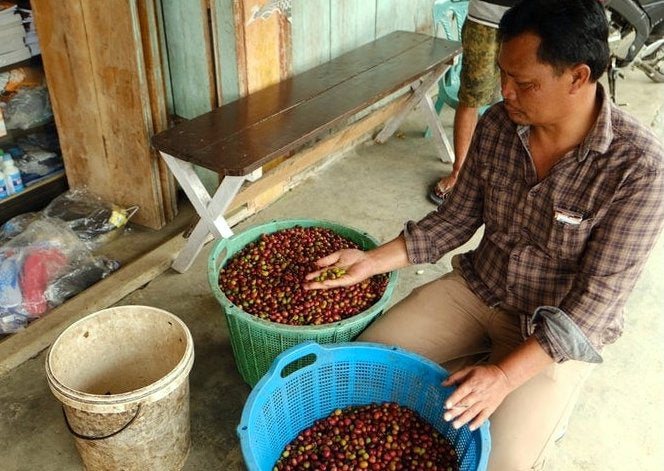 Sumatra Ribang Natural - Microlot