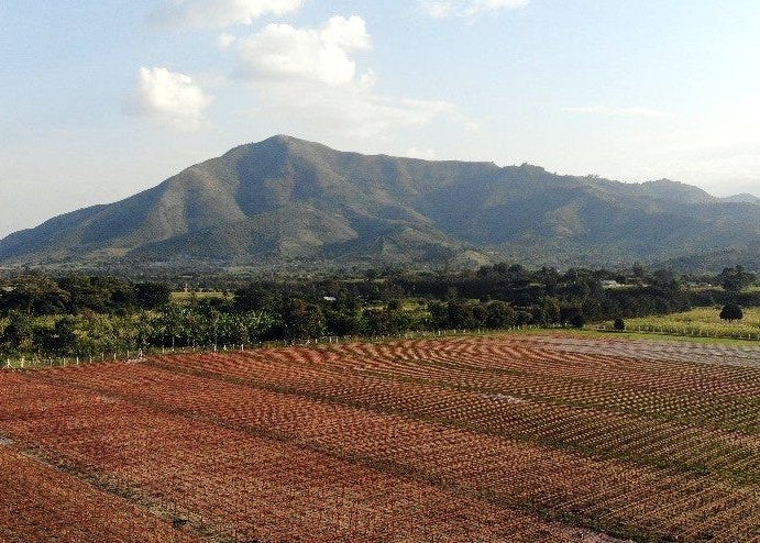 Uganda Embogo - Microlot
