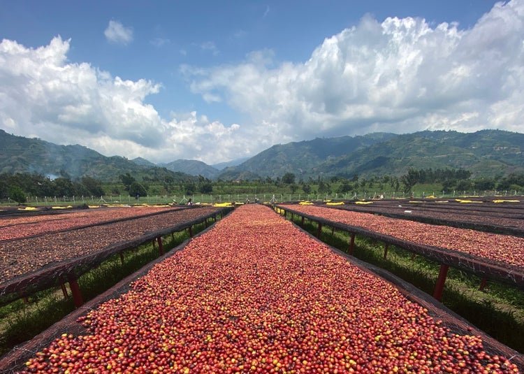 Uganda Embogo - Microlot