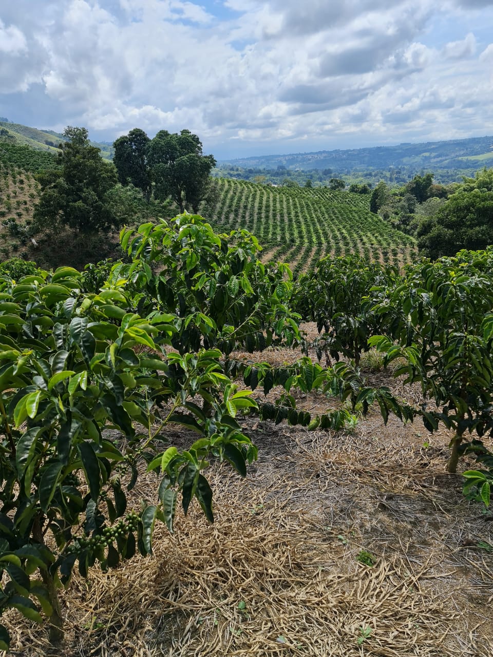 La Macarena Red - Microlot