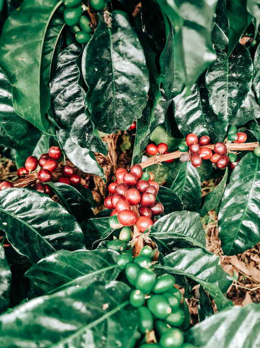 La Macarena Red - Microlot