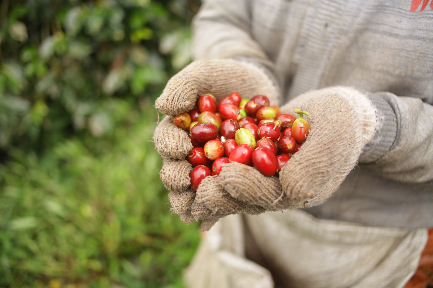 Sulawesi Latimojong - Microlot