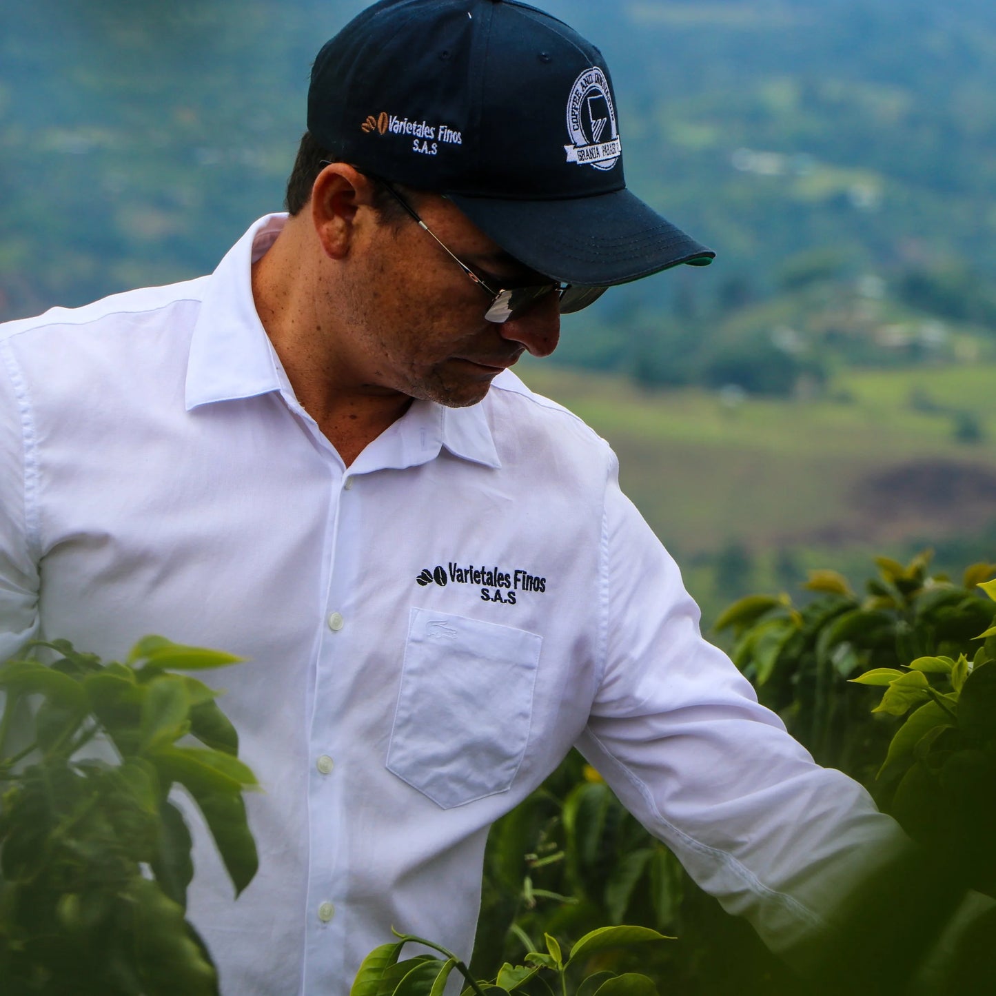 La Macarena Red - Microlot
