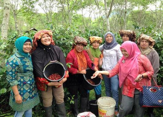 Sumatra Gayo