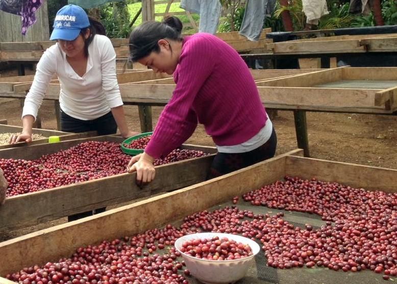 Nicaragua Pacamara Apple - Microlot