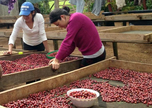 Nicaragua Pacamara Apple - Microlot