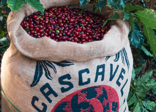 Brazil Cascavel Vermelha - Microlot