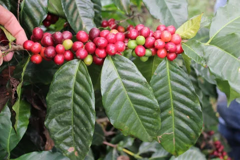 Brazilian Cerrado