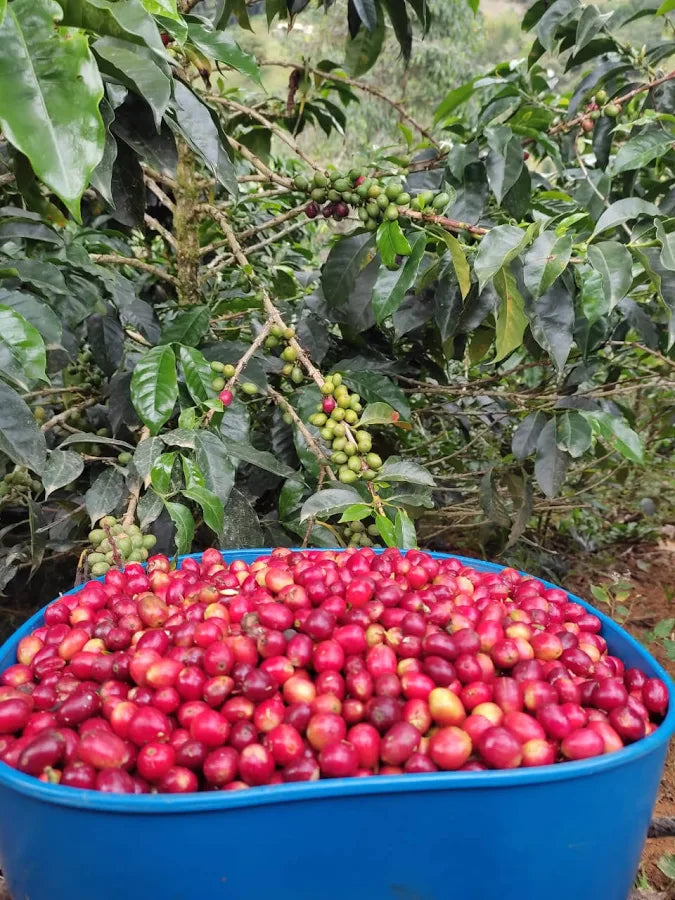 Colombia Chiroso - Microlot