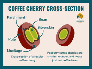 Tanzania Peaberry Umalila - Microlot