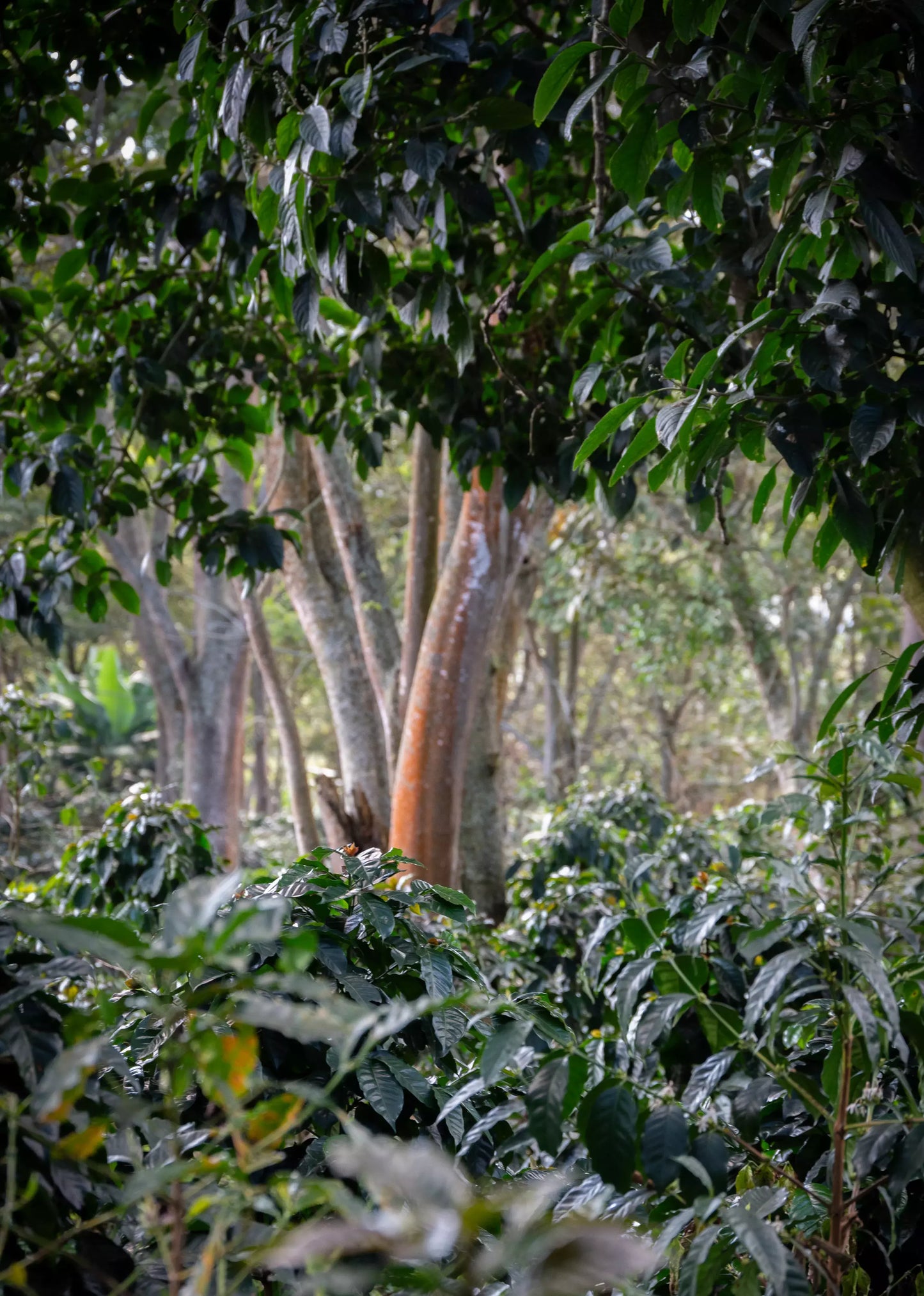 Guatemala Marogogype Natural - Microlot