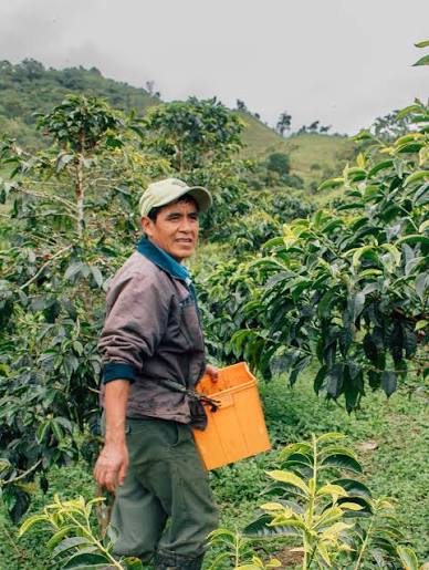 Guatemala Marogogype Natural - Microlot