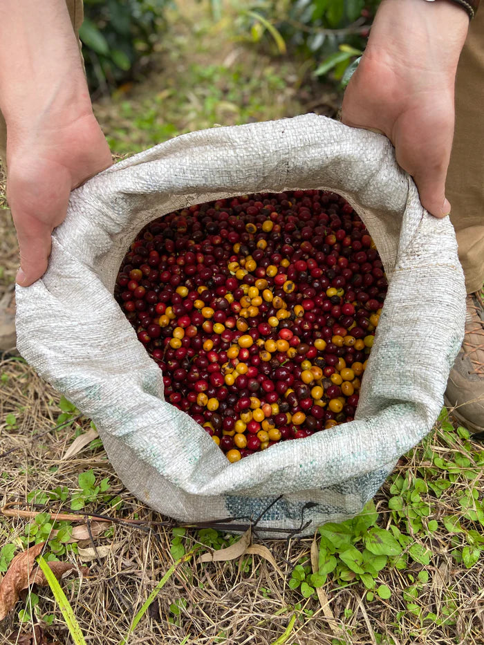 Conejo Tabi-Natural - Microlot