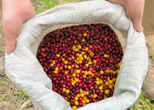 Colombian Tabi Natural - Microlot