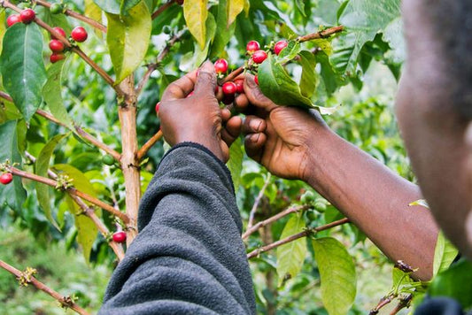 Kenyan AA - Microlot