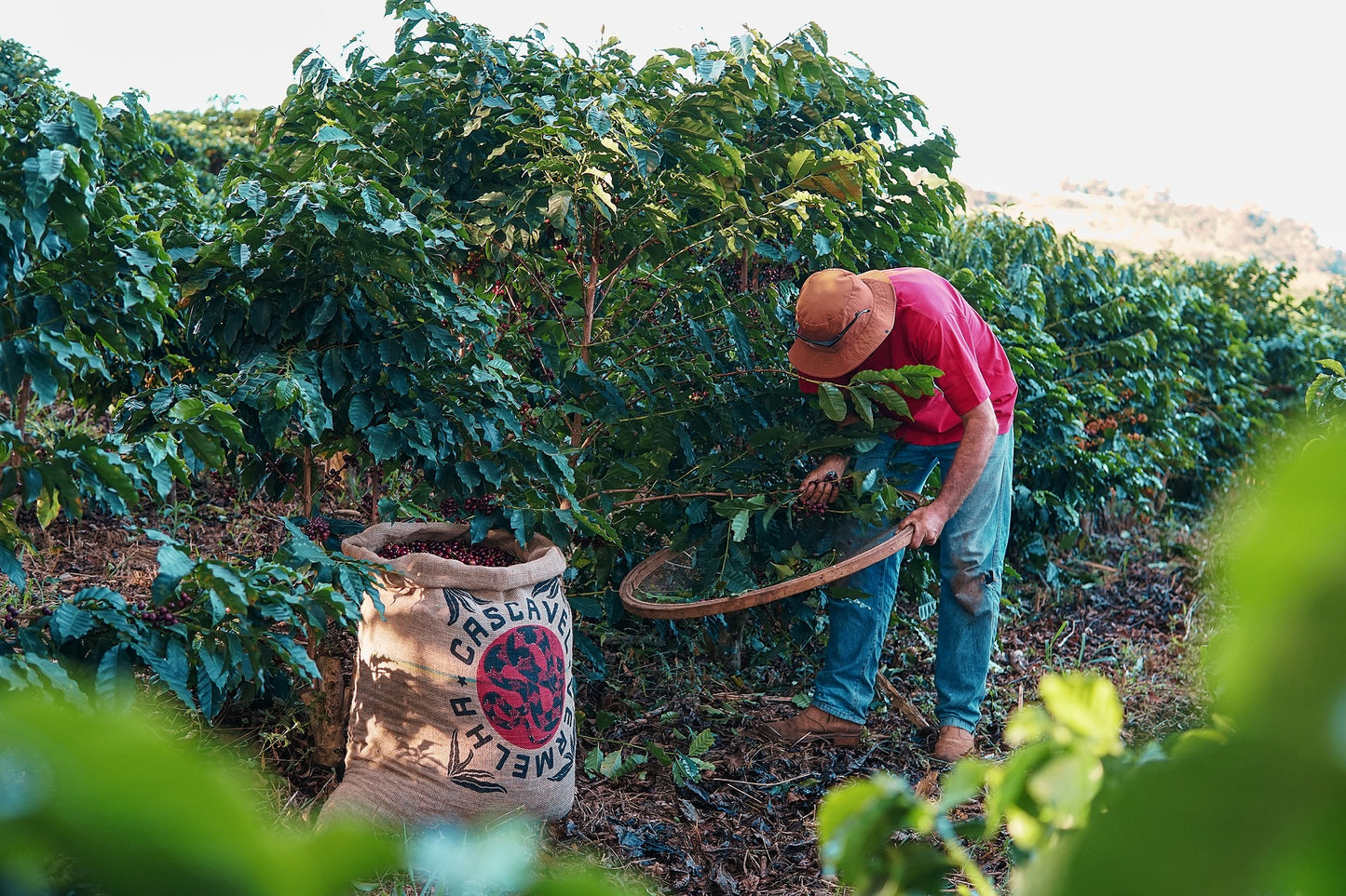 Brazil Cascavel Vermelha - Microlot