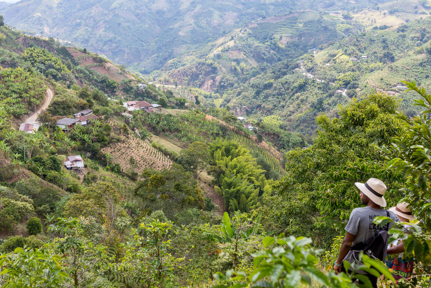 Colombian Tabi Natural - Microlot