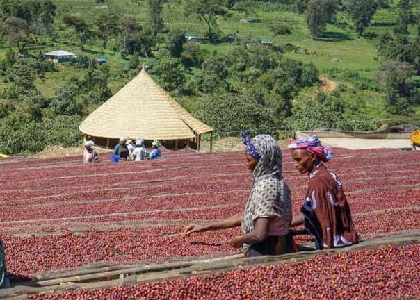 Ethiopian Guji