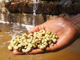 Ethiopian Guji