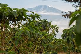 Kenyan AA - Microlot