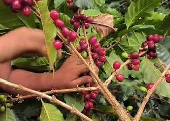 Nicaragua Pacamara Apple - Microlot