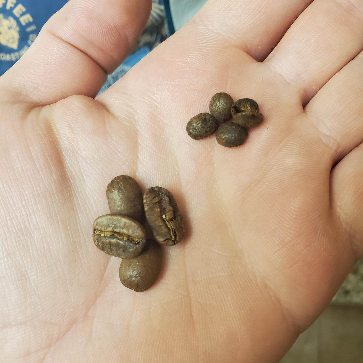 Nicaragua Pacamara Apple - Microlot