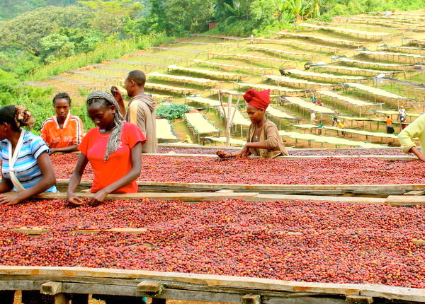 Ethiopian Sidamo