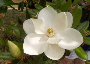 Magnolia Jade