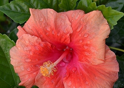 Hibiscus Blossom